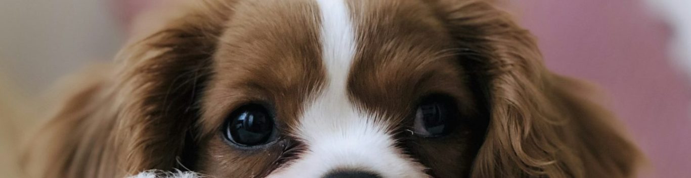 King Charles Spaniel